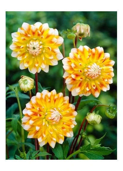 Жоржина Peaches and Cream Ayris (385431027)