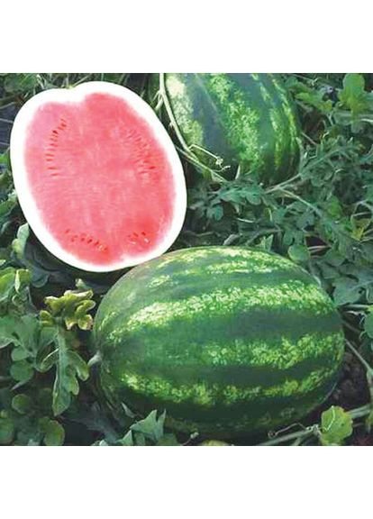 Семена арбуза Tamerlan F1 30 шт (2747824859) Nunhems (362135053)