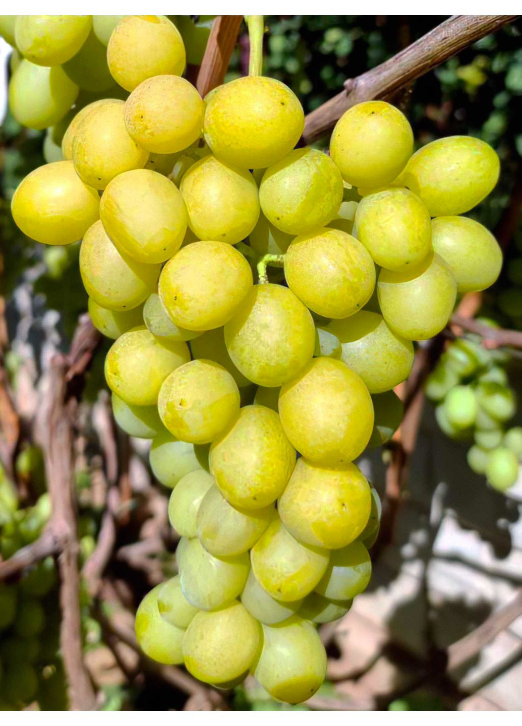 Виноград білий ранній Хелена No Brand (364535262)