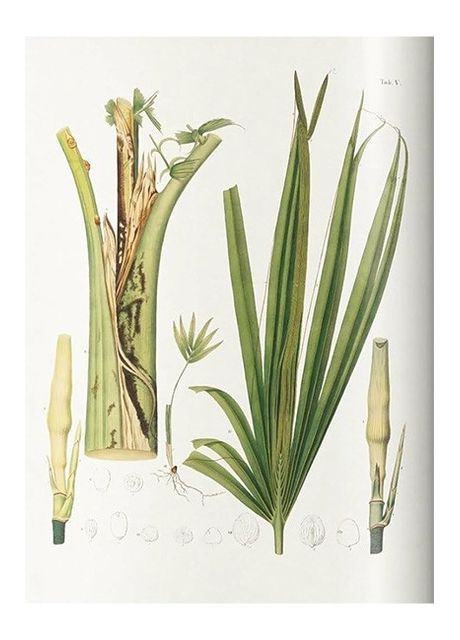 Книга Martius. The Book of Palms (9783836566148) Taschen (364654493)