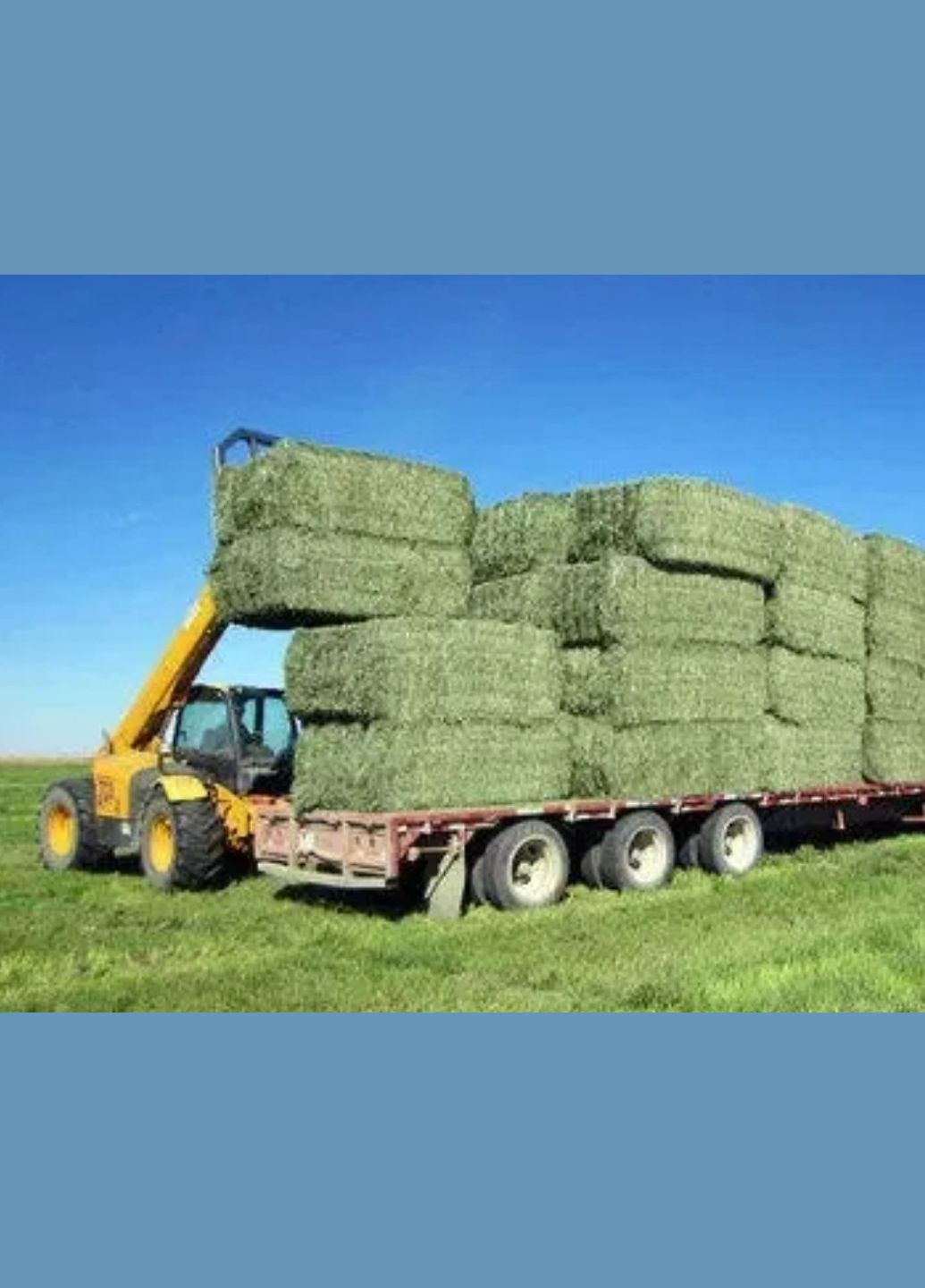 Сіно люцерна для гризунів ТМ WitoPets 6 литрів, для морських свінок, хом'ячків кроликів шиншилл, мишей і щурів No Brand (320950053)