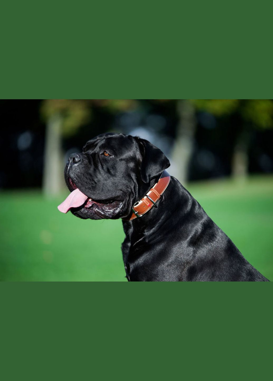 Ошейник для собак кожаный Soft с QR паспортом, Ш 25 мм, Дл 38-49 см коричневый WAUDOG (332879134)