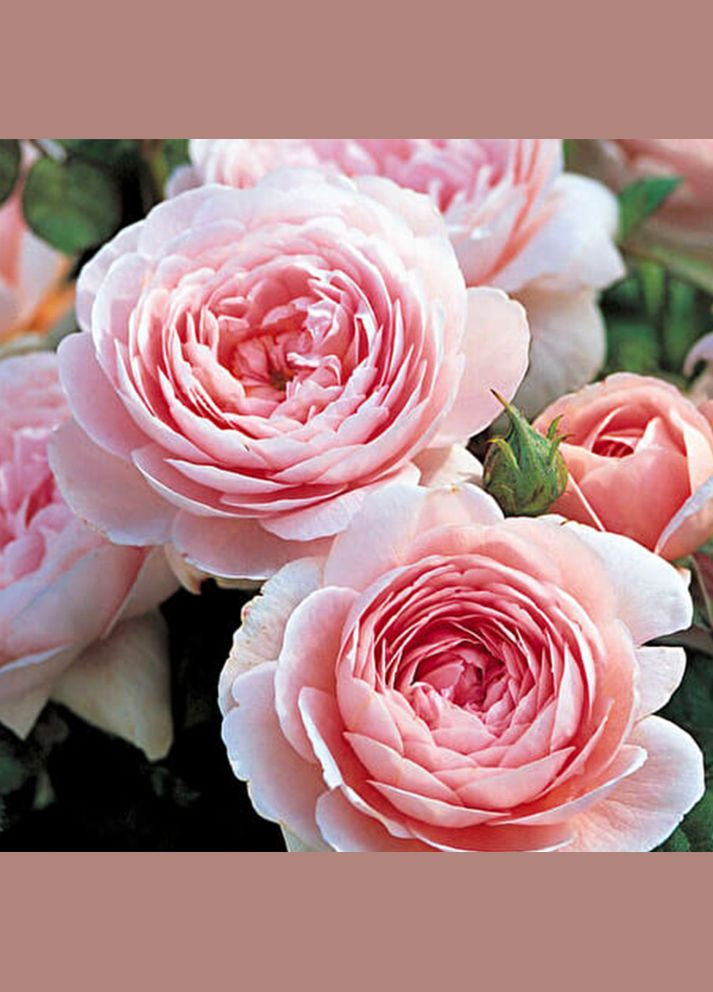 Саджанці англійських піоноподібних троянд Королева Швеції Садовий-Розмай (301220756)