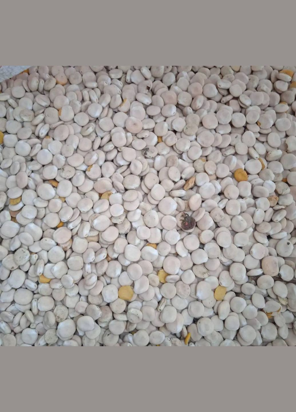 Люпин 10кг ZernoTrade (337358822)