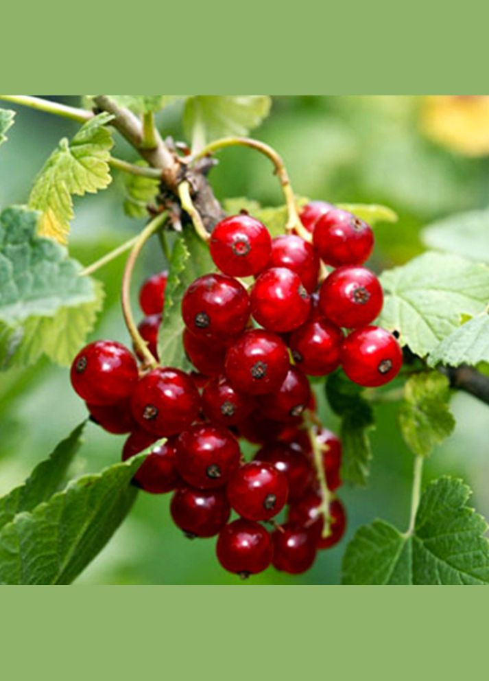 Саженцы смородины Львовянка Садовий-Розмай (301220732)