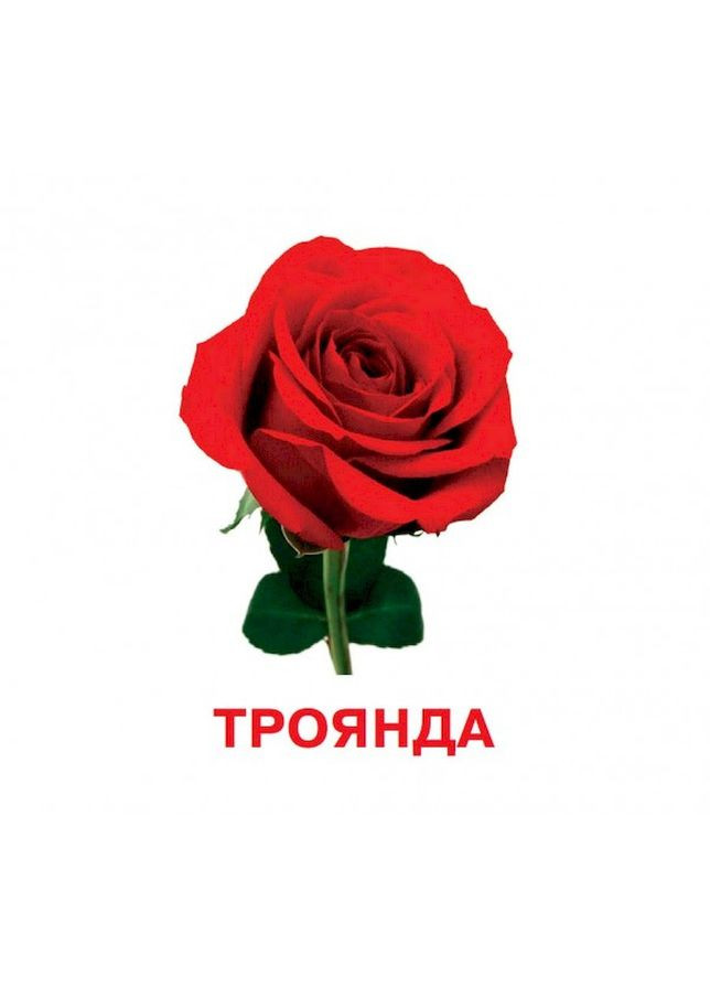 Розвиваючі картки для дітей Квіти J012y, 18 картинок Jumbi (363205236)