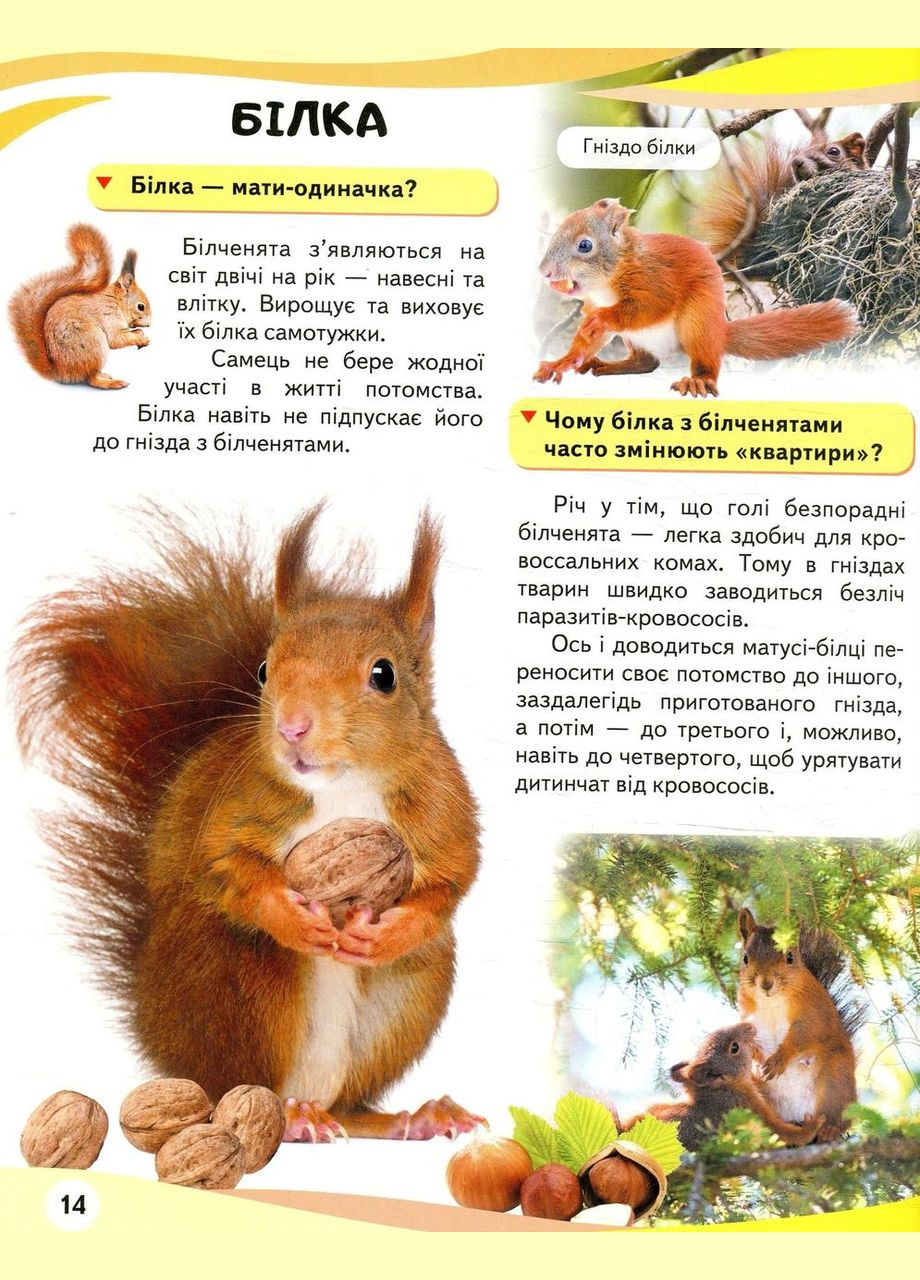 Мами та малюки. Ведмідь Пегас (316081423)