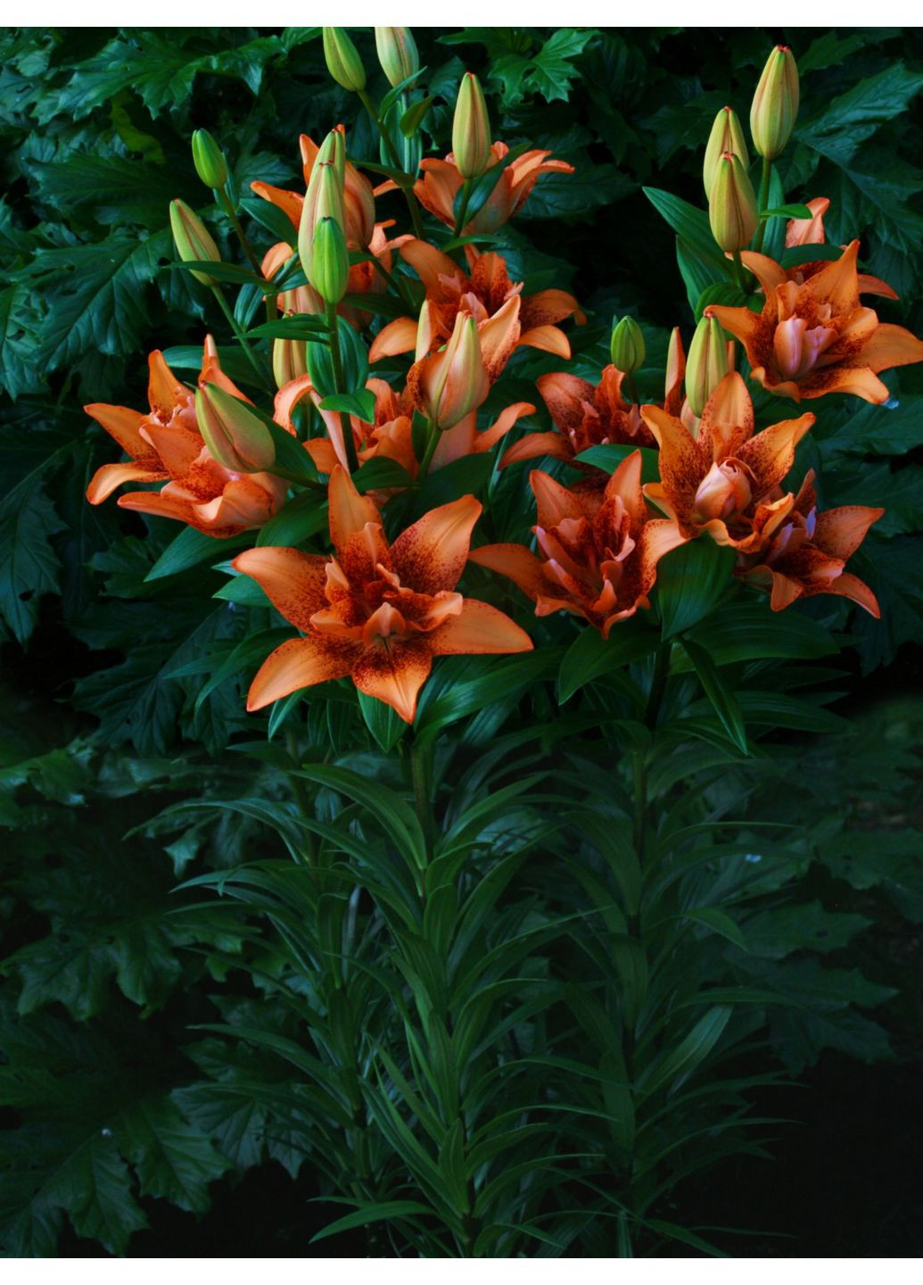 Лілія Double Love (12/14) No Brand (364535280)