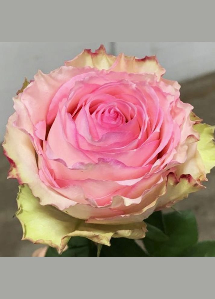 Саженцы чайно-гибридных роз Эсперанса Садовий-Розмай (301221249)