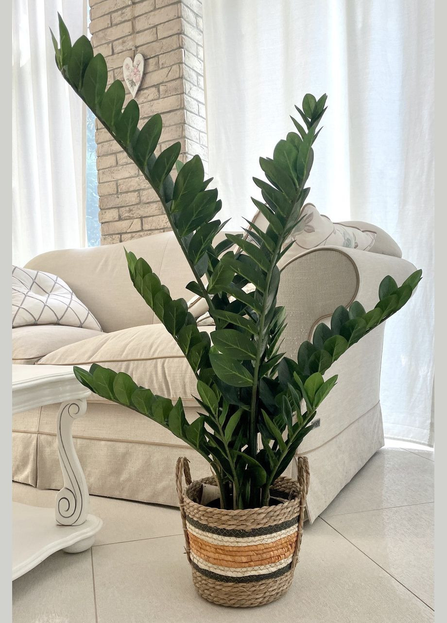 Заміокулькас штучний в горщику 115 см HVOYA (328908573)