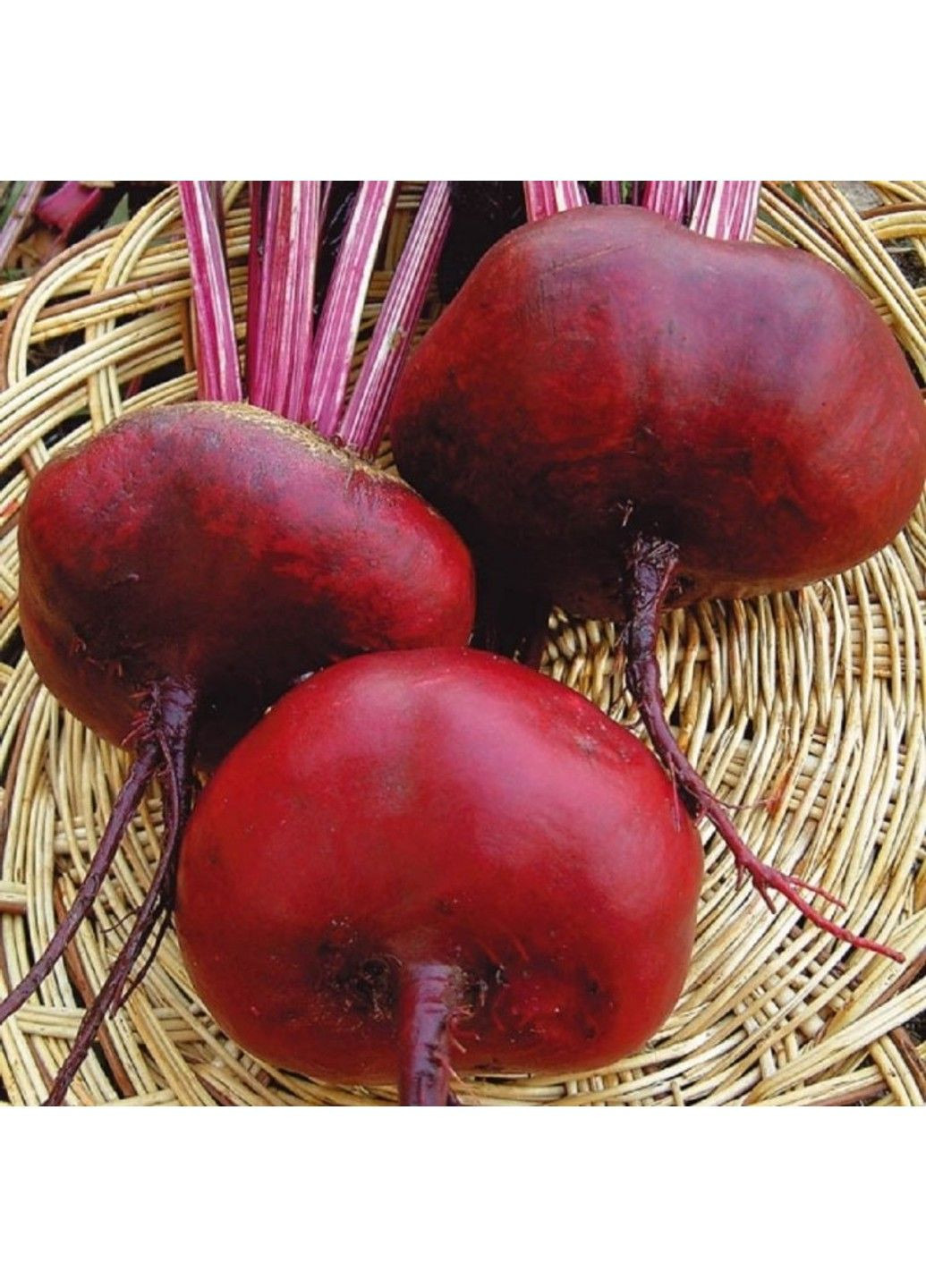 Семена свеклы Египос Legutko (332809043)