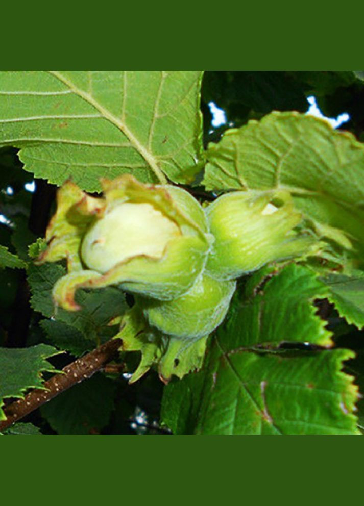 Саженцы фундука Ноттингемский - 3-летний Садовий-Розмай (301221149)