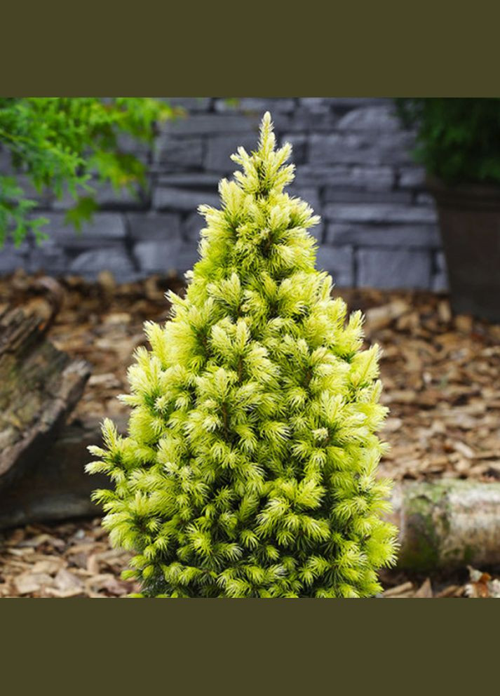 Саженцы ели канадской Дейзи Вайт Садовий-Розмай (301220632)