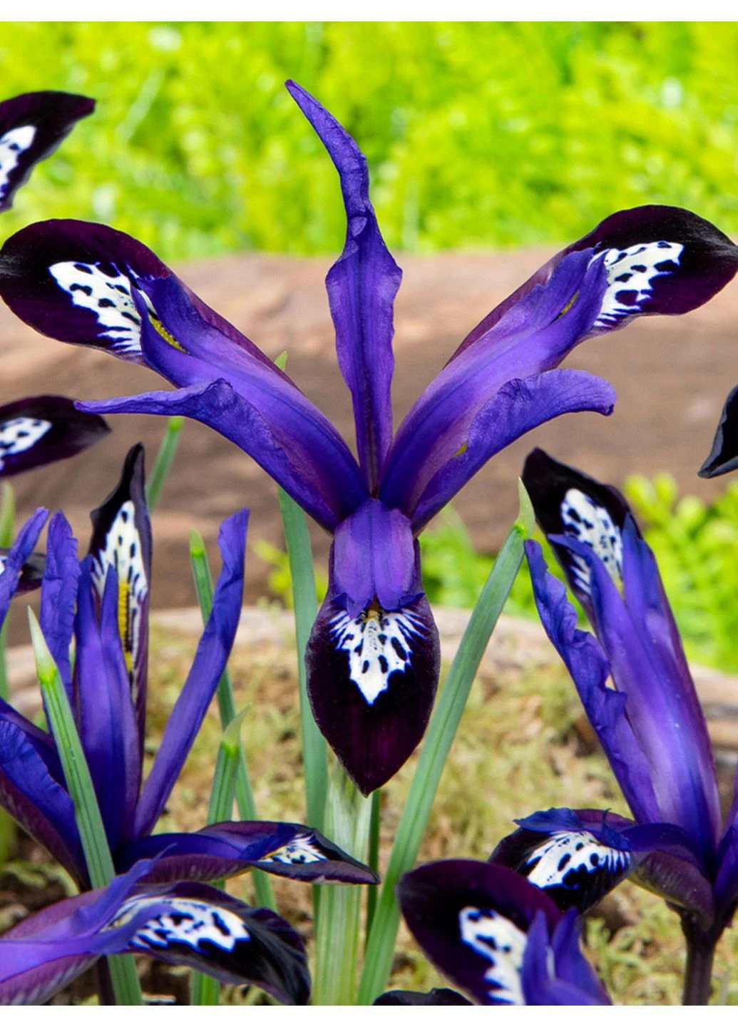 Ірис reticulata Blue Note (5 шт. в упаковці) No Brand (364534567)