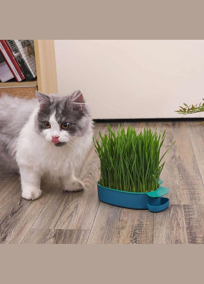 Насіння для пророщування котячої трави 5 г (NR0157) No Brand (303898394)