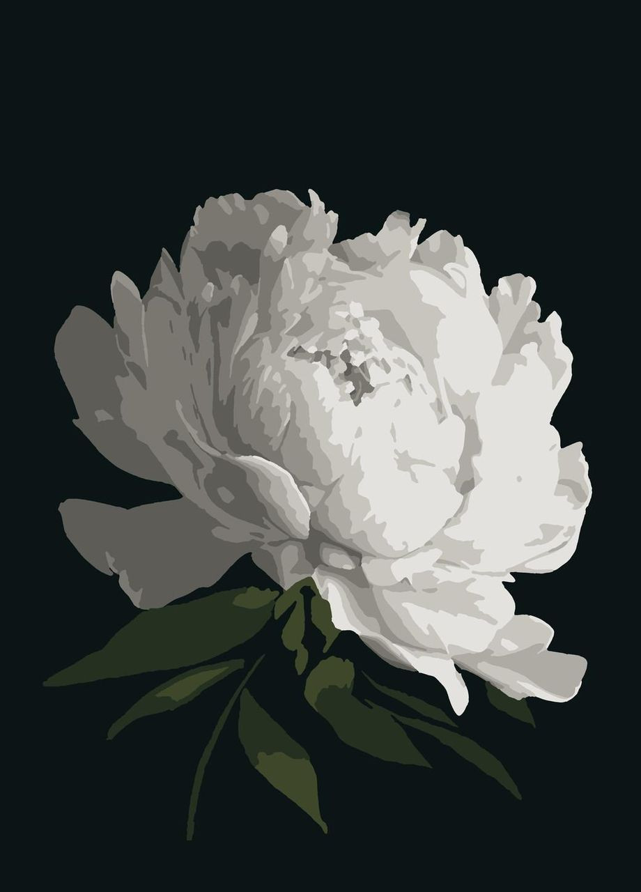 Картини за номерами "Біла півонія" 40*50см No Brand (312548930)