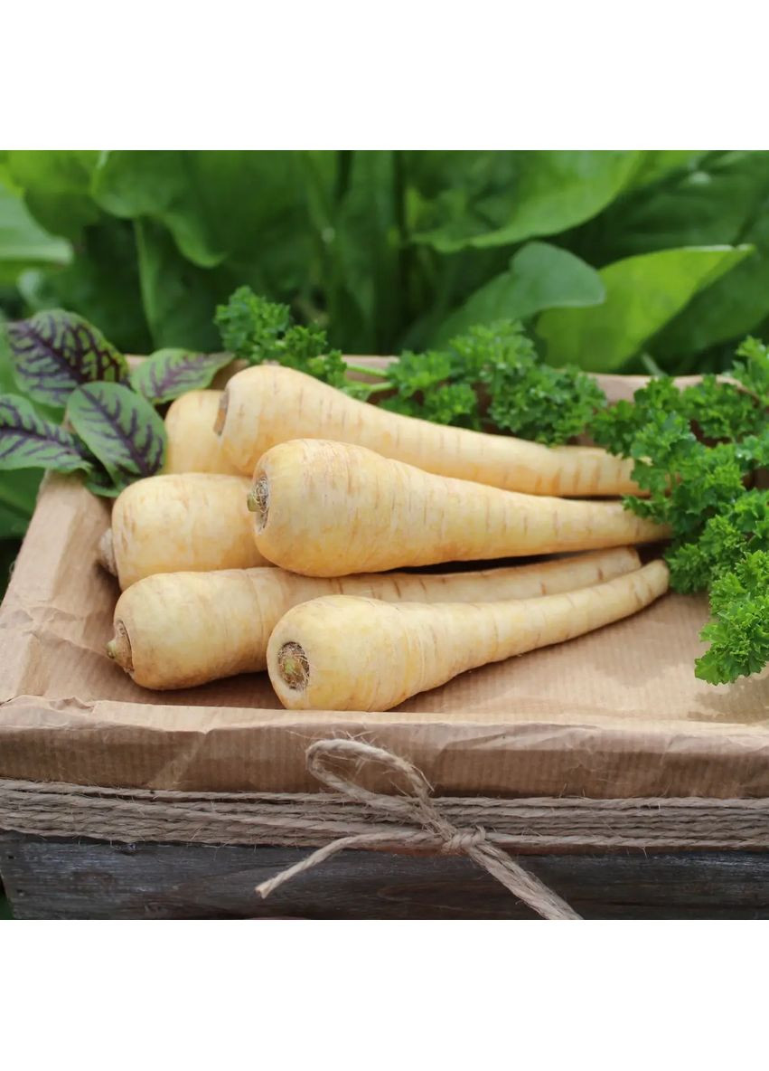 Насіння Пастернак 1г Насіння України (356119199)