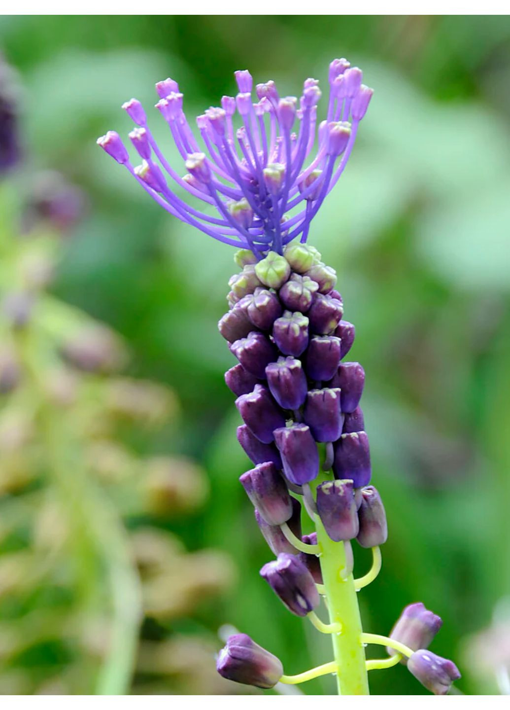 Мускари Comosum (5 шт.) в упаковке) No Brand (364535394)