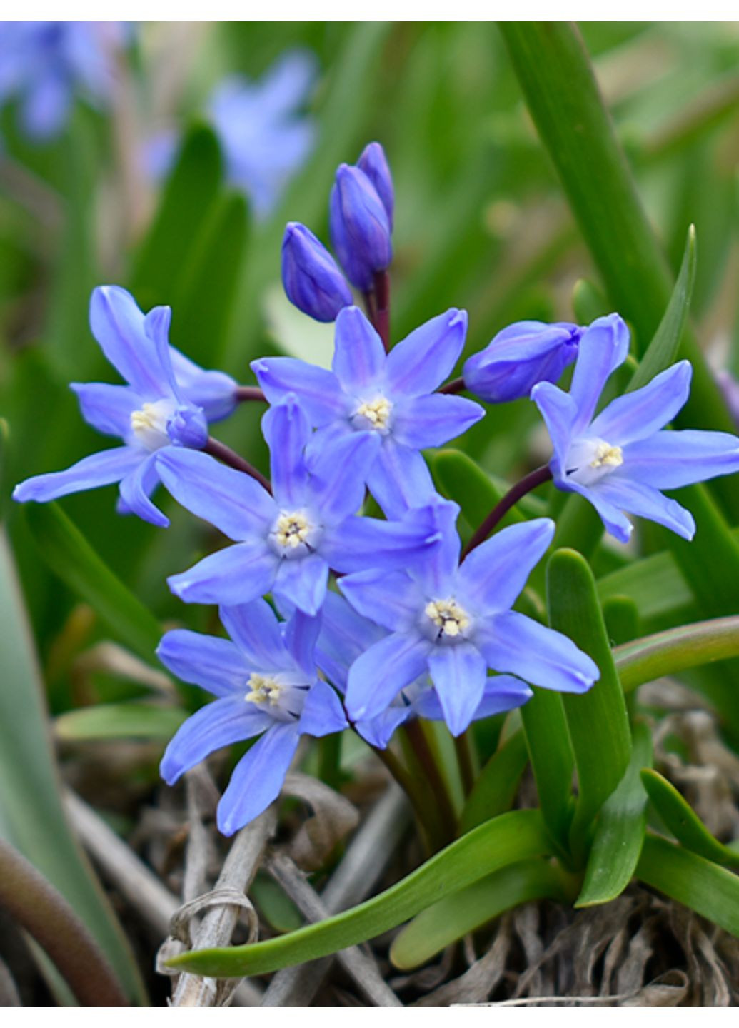 Хіонодокса Sardensis (5 шт. в упаковці) No Brand (364535181)