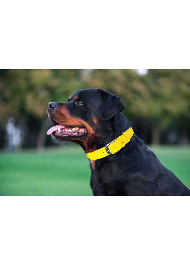 Ошейник для собак кожаный Glamour с QR паспортом, без украшений, Ш 25 мм, Дл 38-49 см WAUDOG (364100300)