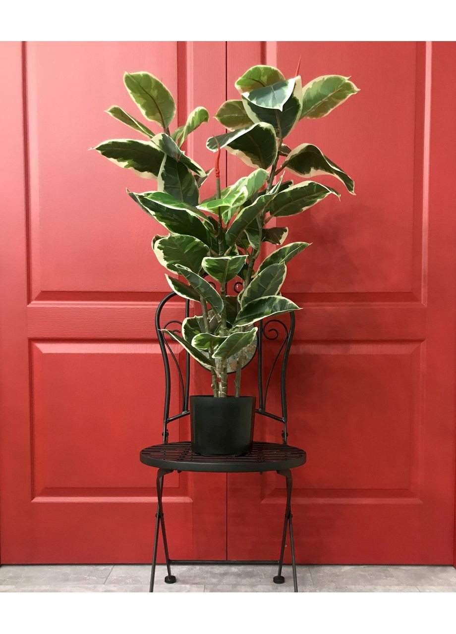 Фікус різнокольоровий SGH Еластіка Беліз (Belize) штучний 95 см HVOYA (370439104)