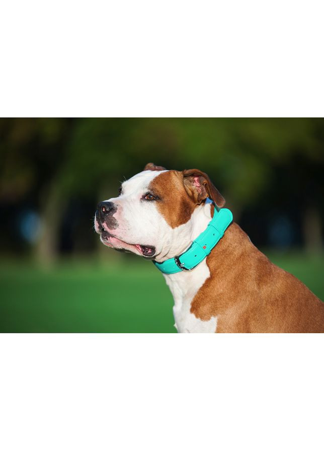 Нашийник для собак шкіряний Glamour з QR паспортом, без прикрас,, Ш 25 мм, Дов 38-49 см ментоловий WAUDOG (322001994)