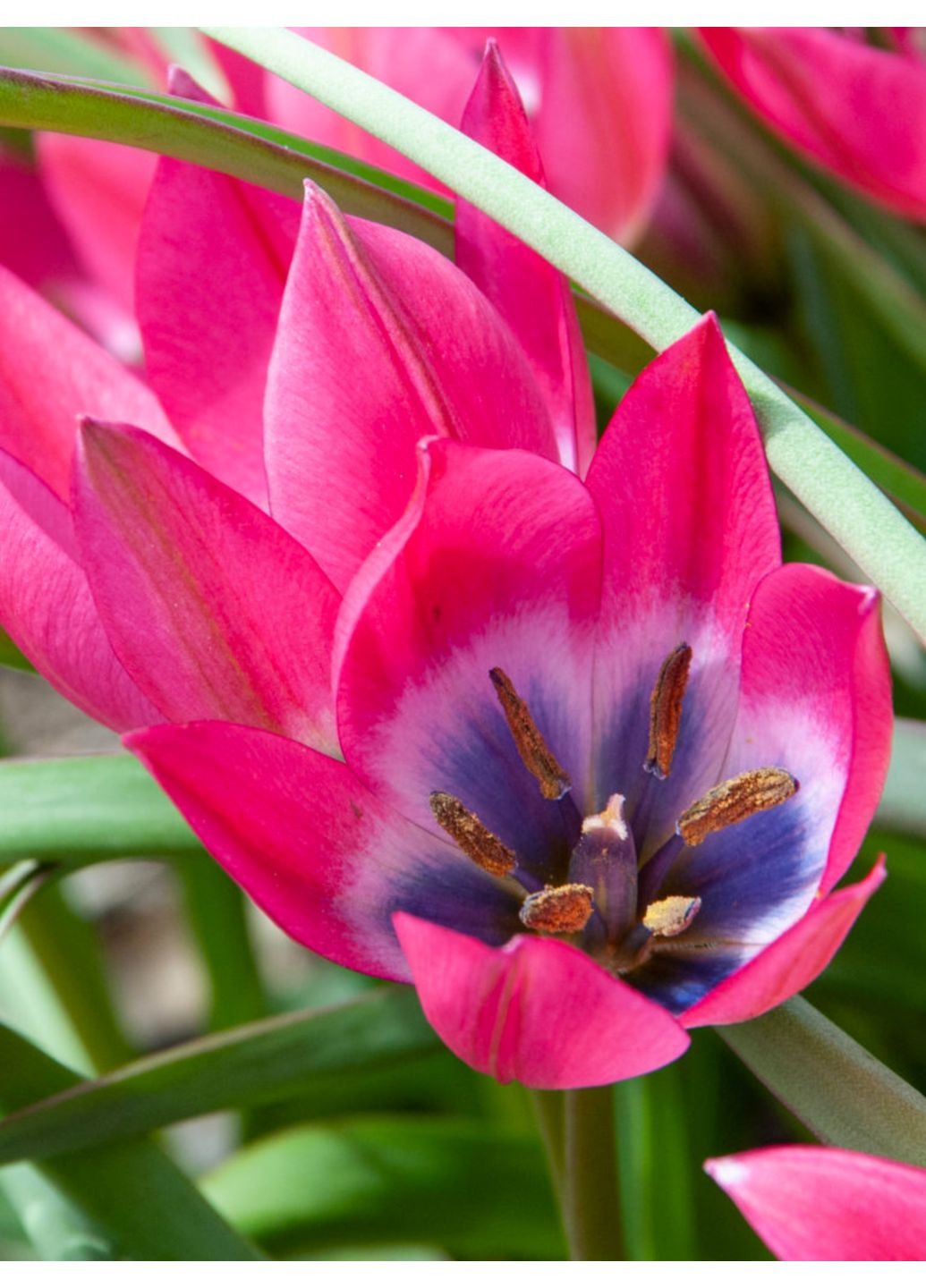 Тюльпан Little Beauty (5 шт.) в упаковке) No Brand (364535378)