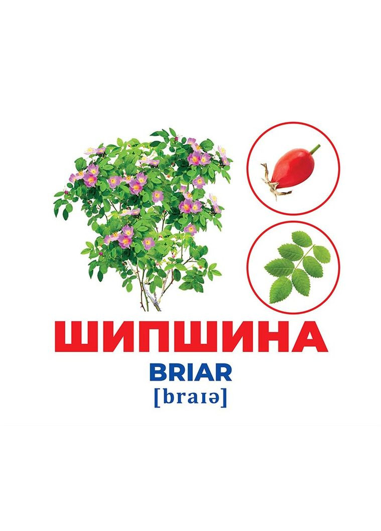 Гений из пеленок.Дерева и кусты No Brand (359373565)