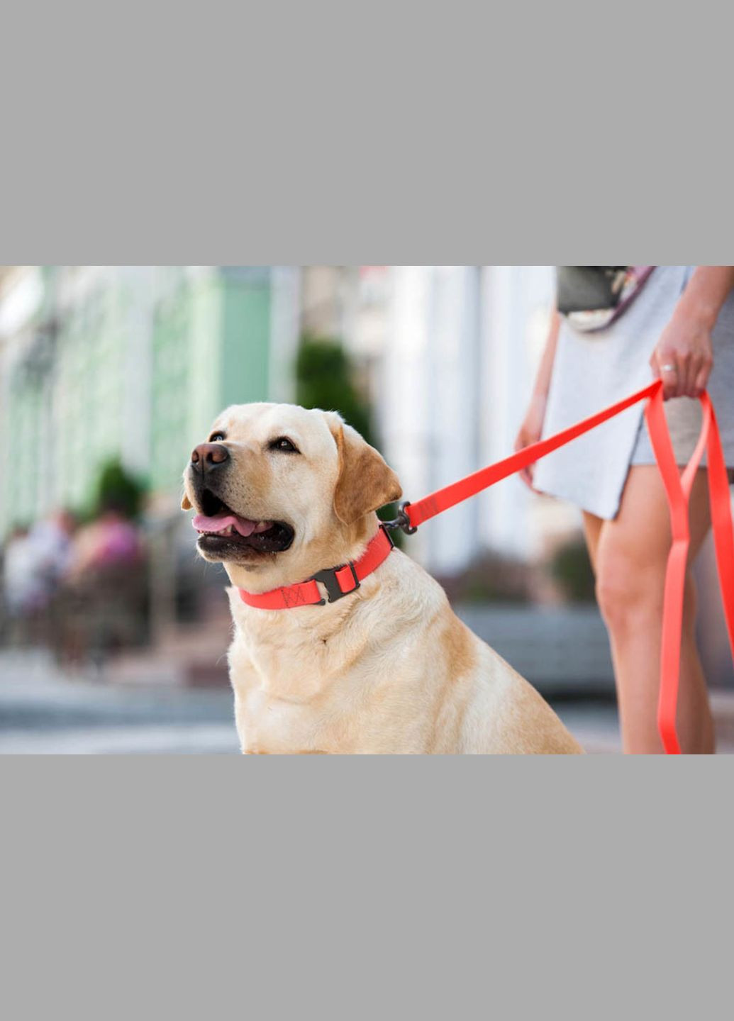 Поводок для собак водостойкий Waterproof, S, Ш 15 мм, Дл 183 см красный WAUDOG (322124830)