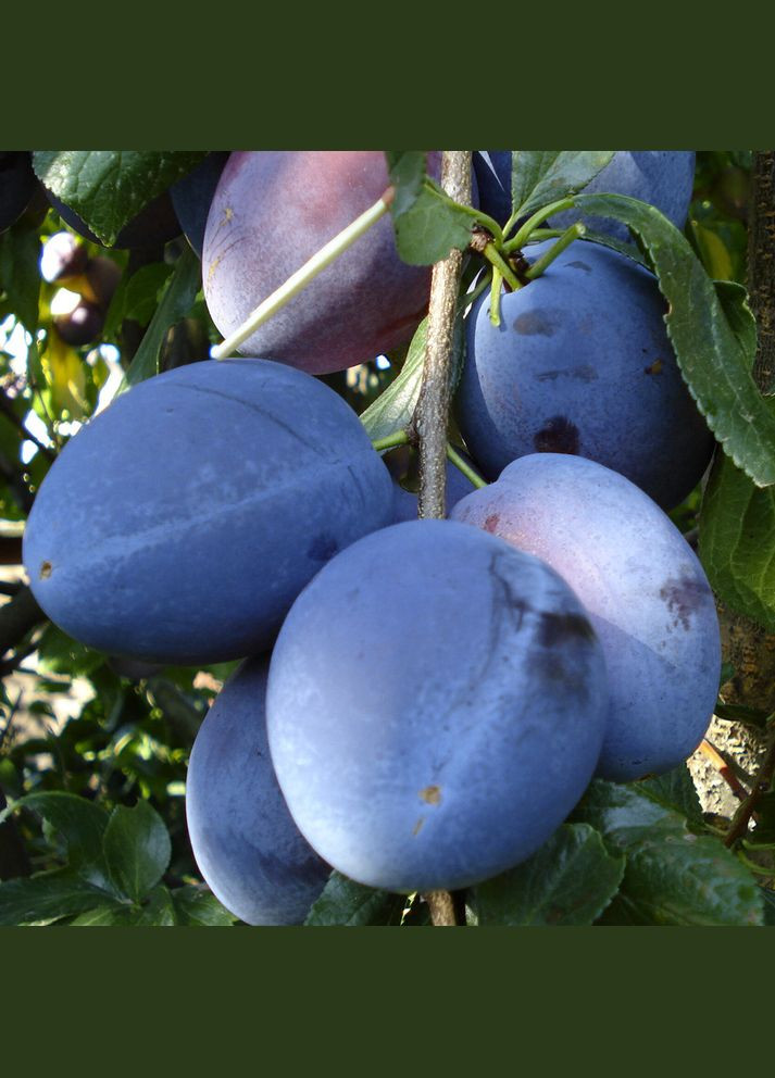 Саджанці сливи Топ Гігант - 1-річний Садовий-Розмай (301220179)