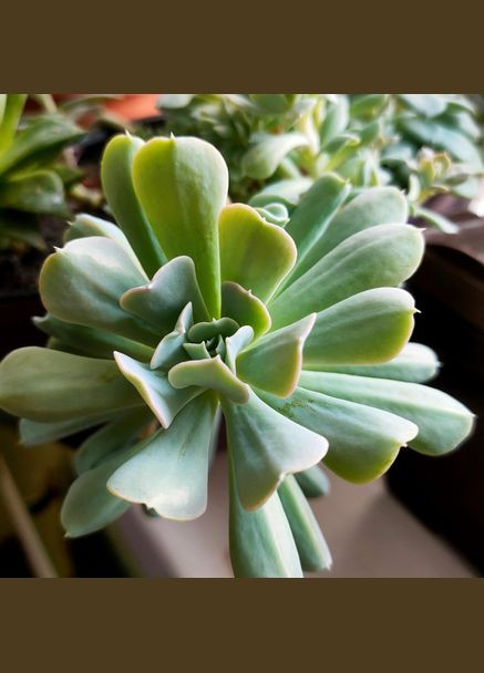 Суккулент Эхеверия Топси Турви разновидность для флорариума No Brand (322930377)