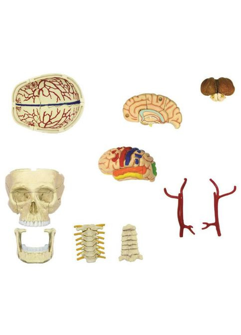 Об'ємна модель Черепно-мозкова коробка людини, 39 деталей () 4D Master FM-626005 (328399281)