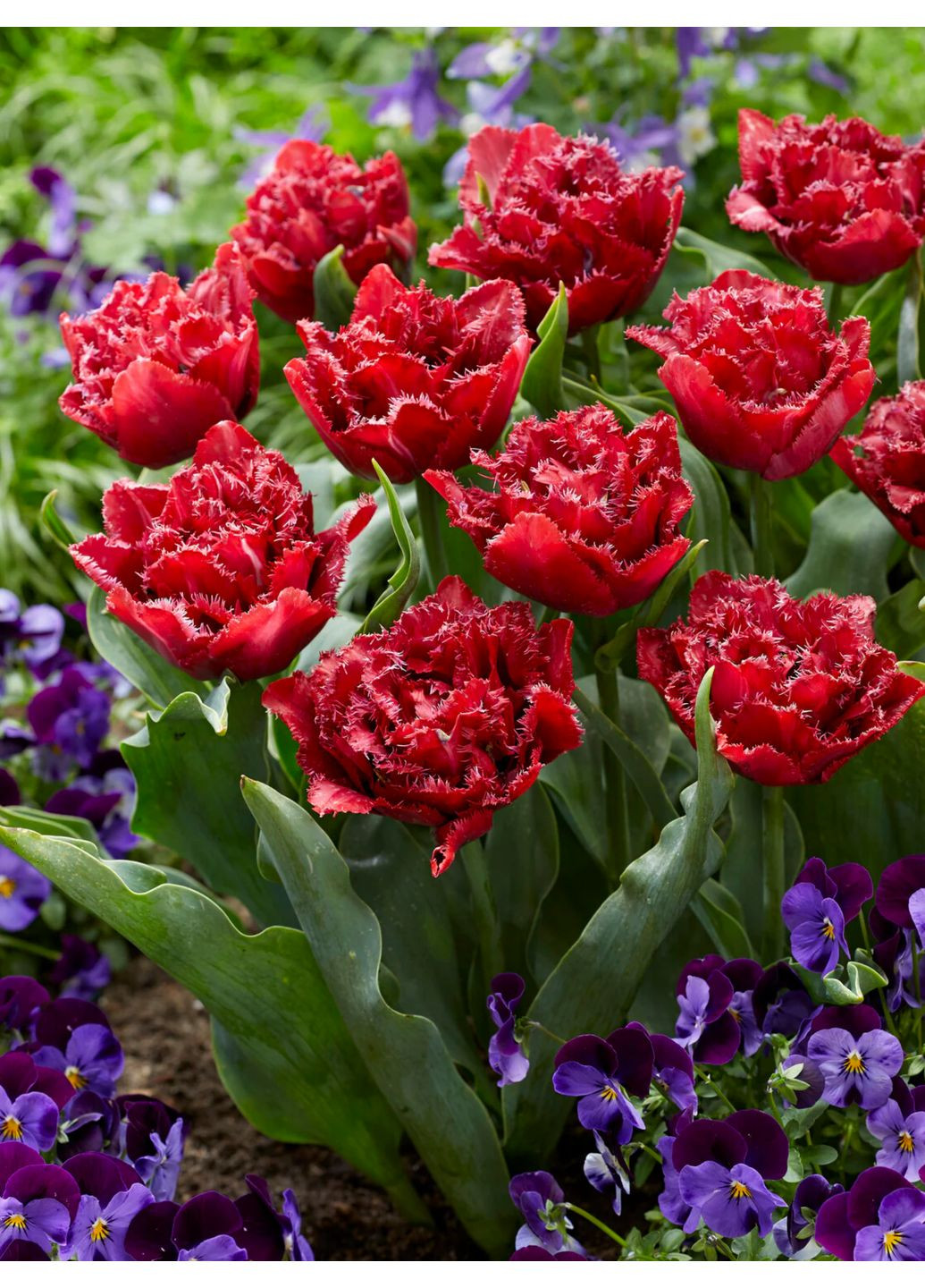 Тюльпан Cranberry Thistle (2 шт.) в упаковке) No Brand (364535432)