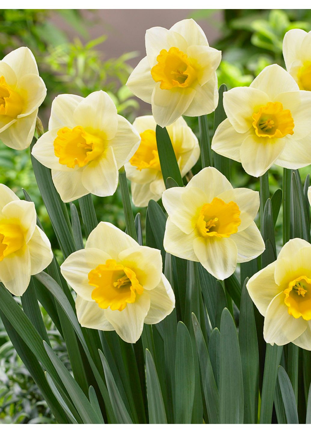 Нарцисс Yellow Salome (2 шт. в упаковке) No Brand (365250738)