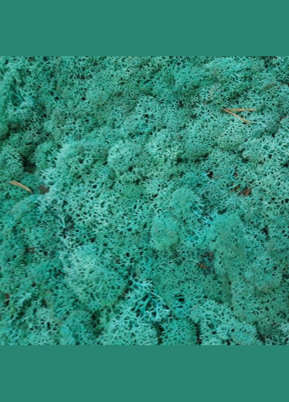 Очищений стабілізований мох ягель Смарагдовий 0,5 кг Nordic moss (276401050)