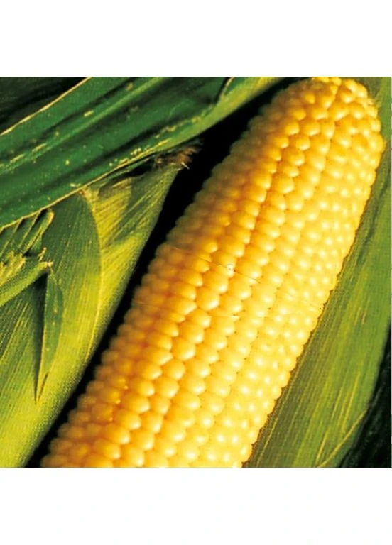 Насіння кукурудзи Цукрова жовта 25 г Seed.Ua (401669758)