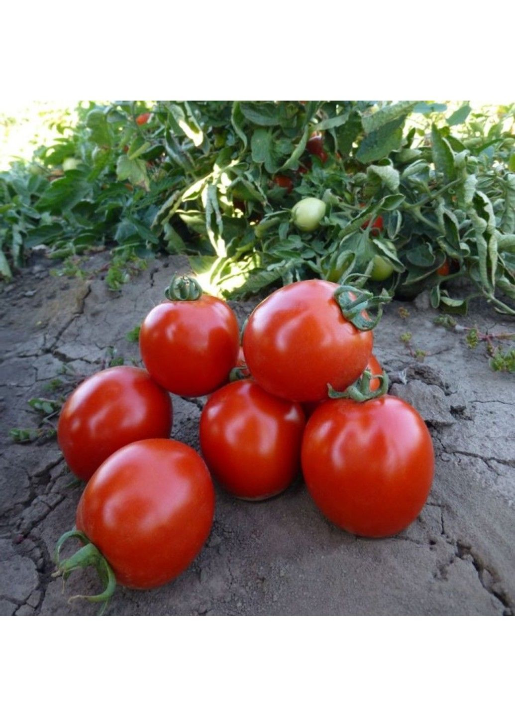 Семена томата Каста F1 Clause (333036079)