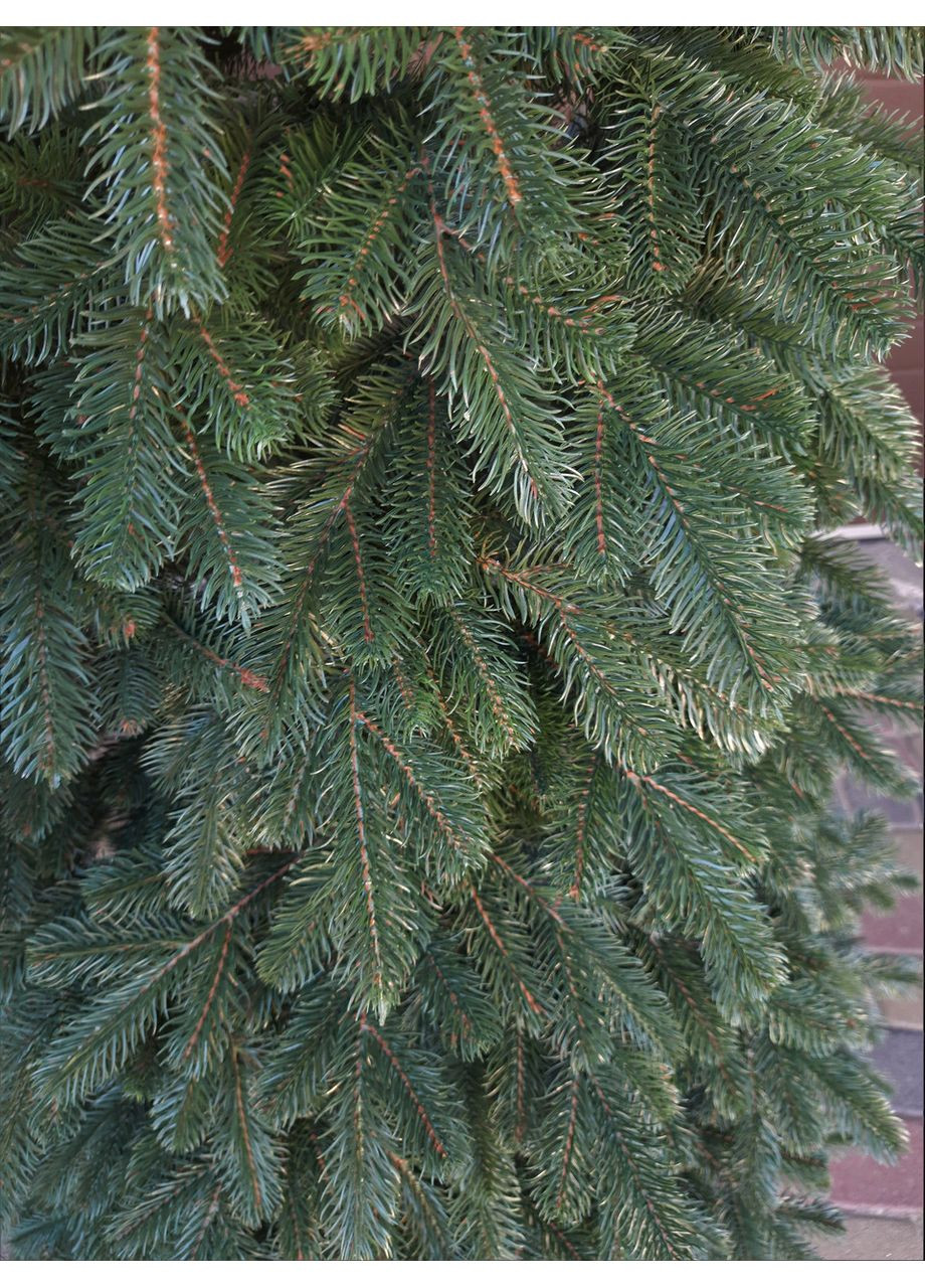 Ёлка искусственная литая SGX Ковалевская 2.30 м. зелёная Yalynkar (366964334)