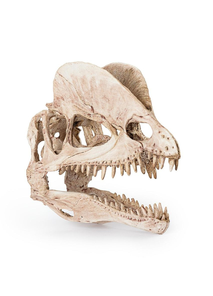 Декор – Череп динозавра, 19см Happet (360245515)