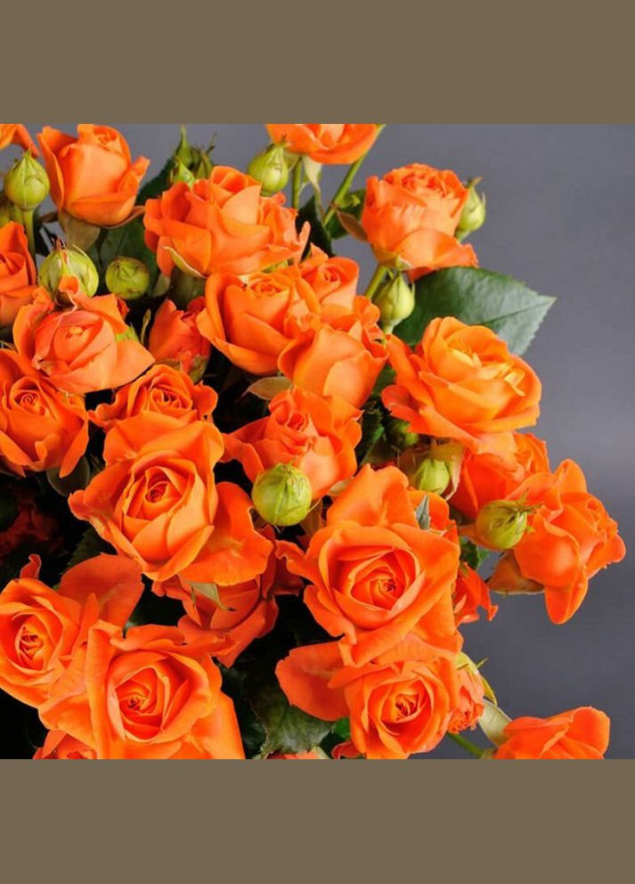 Саджанці бордюрних троянд Оранж Бебі Садовий-Розмай (301220082)