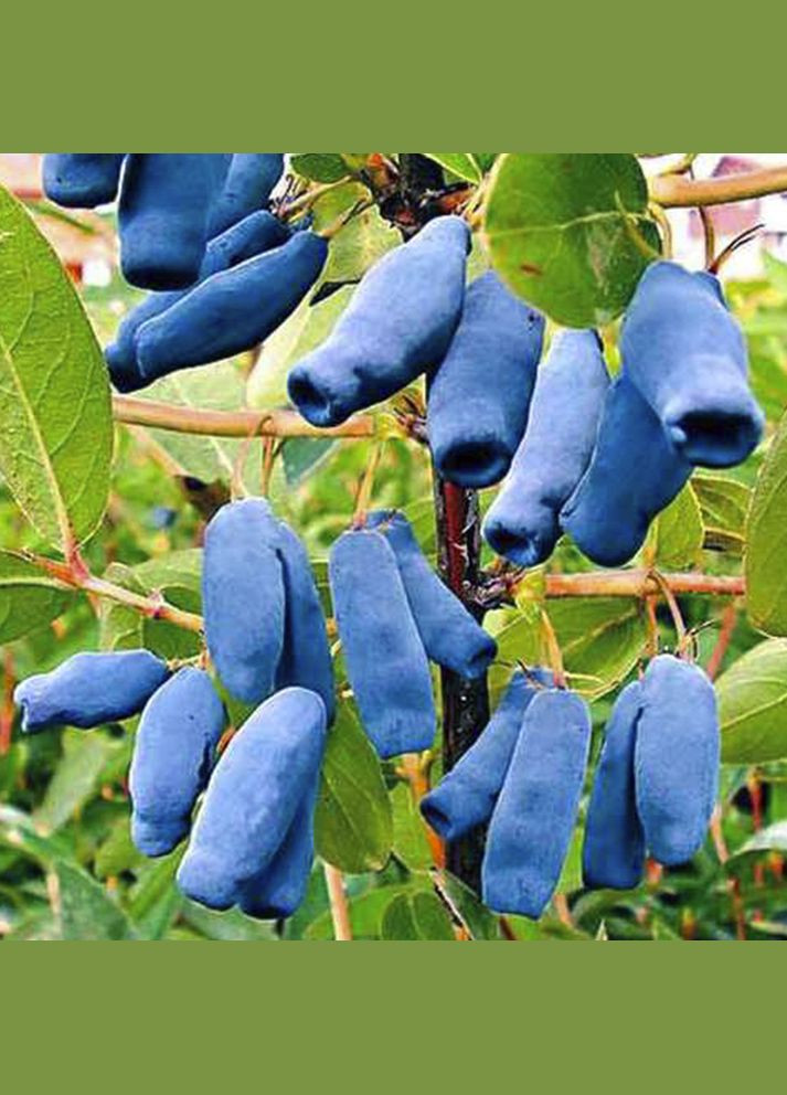 Саджанці жимолості Німфа - 3-річний Садовий-Розмай (301220013)