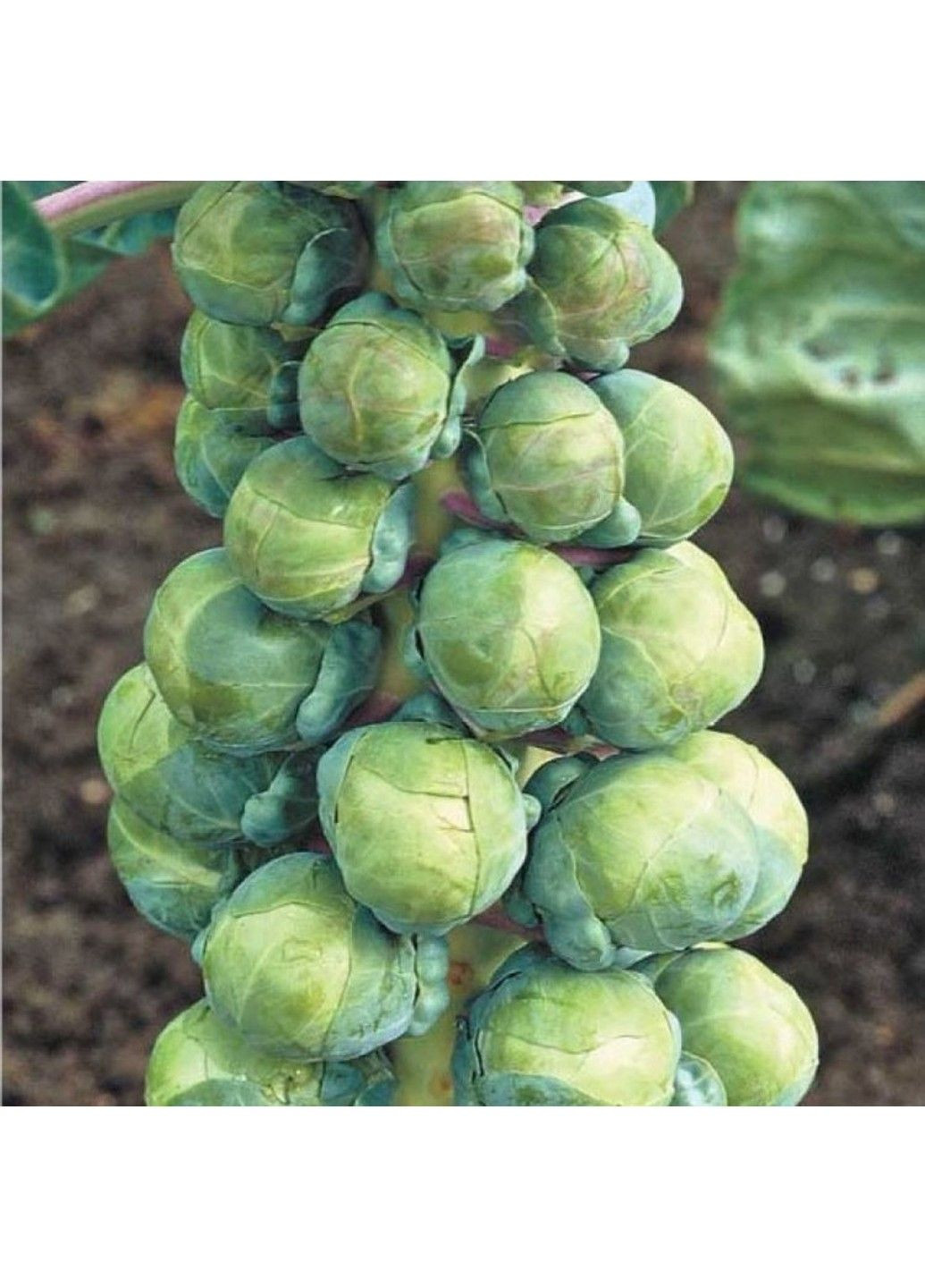 Насіння капусти брюссельська Абакус F1 Syngenta (331900664)