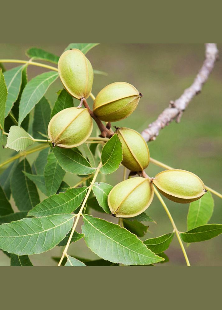 Саджанці пекана Weihita (Вішита) - 3-річний Садовий-Розмай (301220501)