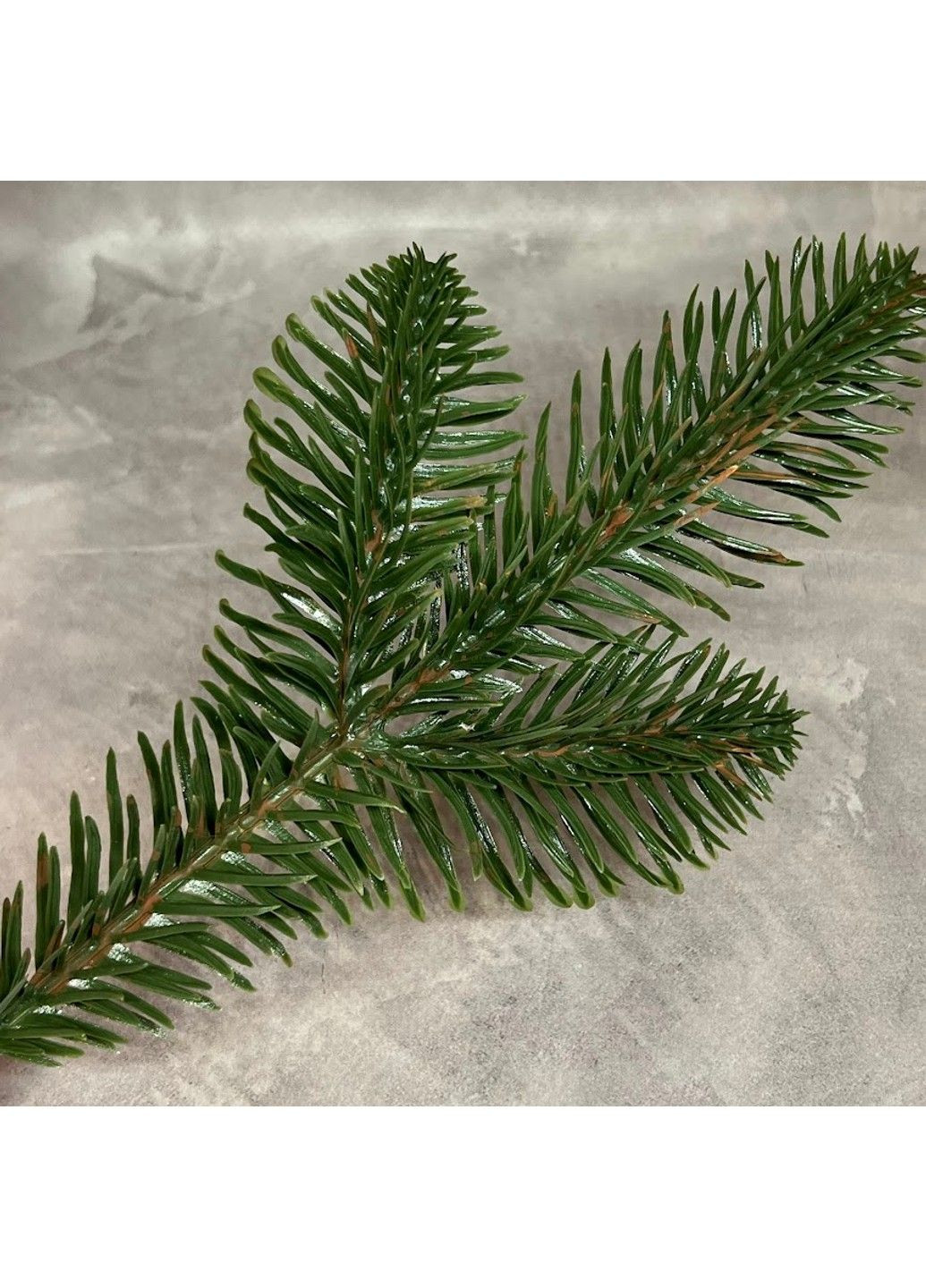 Декоративна хвойна гілочка, діаметр хвої-5,5 см, довжина гілки 20 см, зелений, 019068, 1 шт No Brand (362219152)