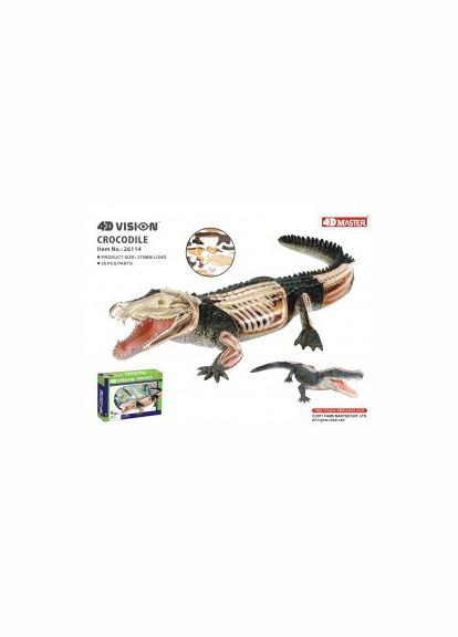 Анатомическая модель Крокодил FM622034 4D Master (315333896)