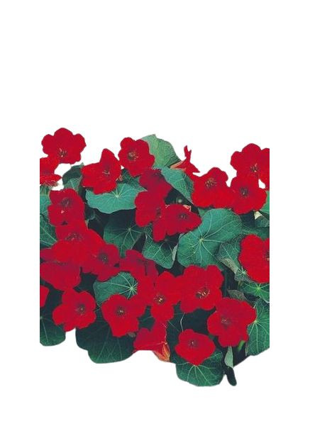 Насіння квіти Красоля низькоросла настурція Імператриця 1г Насіння України (356120154)