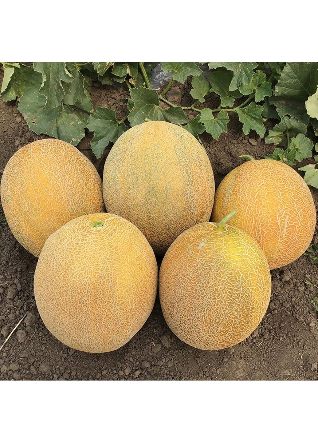 Насіння диня Фландер F1 Syngenta (331900692)