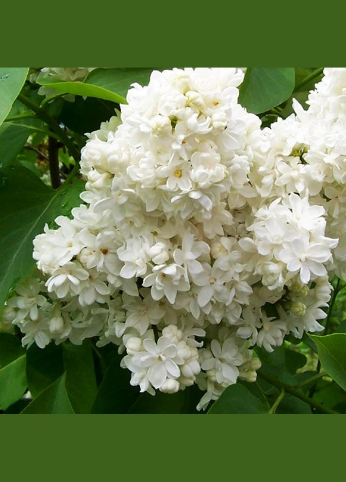 Саджанці бузку Монблан (щеплена) Садовий-Розмай (301220164)