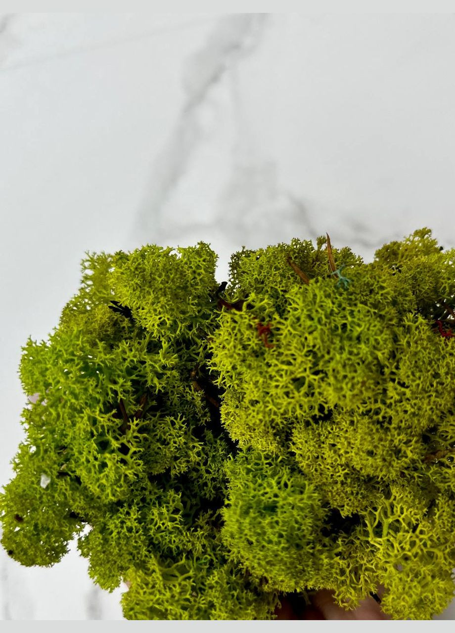 Стабілізований Норвезький Мох (Ягель) – Autumn No Brand (302520155)