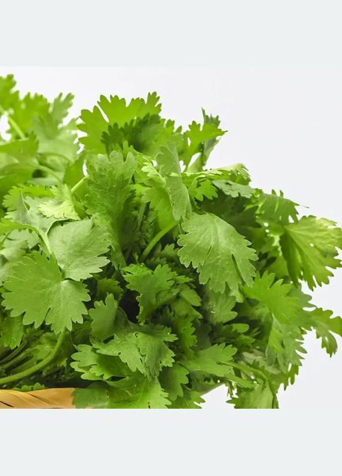 Семена пряные травы кориандр (кинза) 20г Насіння України (360788579)